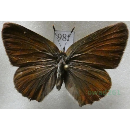 Callophrys rubi (Linnaeus, 1758) Zieleńczyk ostrężyniec Czech98f